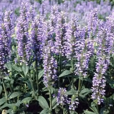 6 x Nepeta nervosa - Erba gatta - Vaso 9 x 9 cm