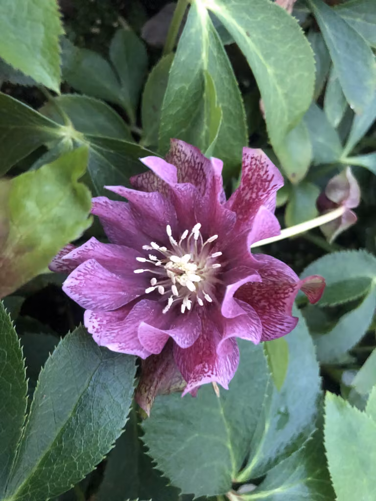 6 x Helleborus orientalis 'Double Ellen Red' - Nieswurz - topf 9 x 9 cm