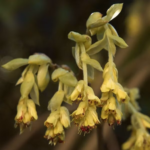 Corylopsis pauciflora (arbusto a foglia caduca) | 60-80 cm, in vaso