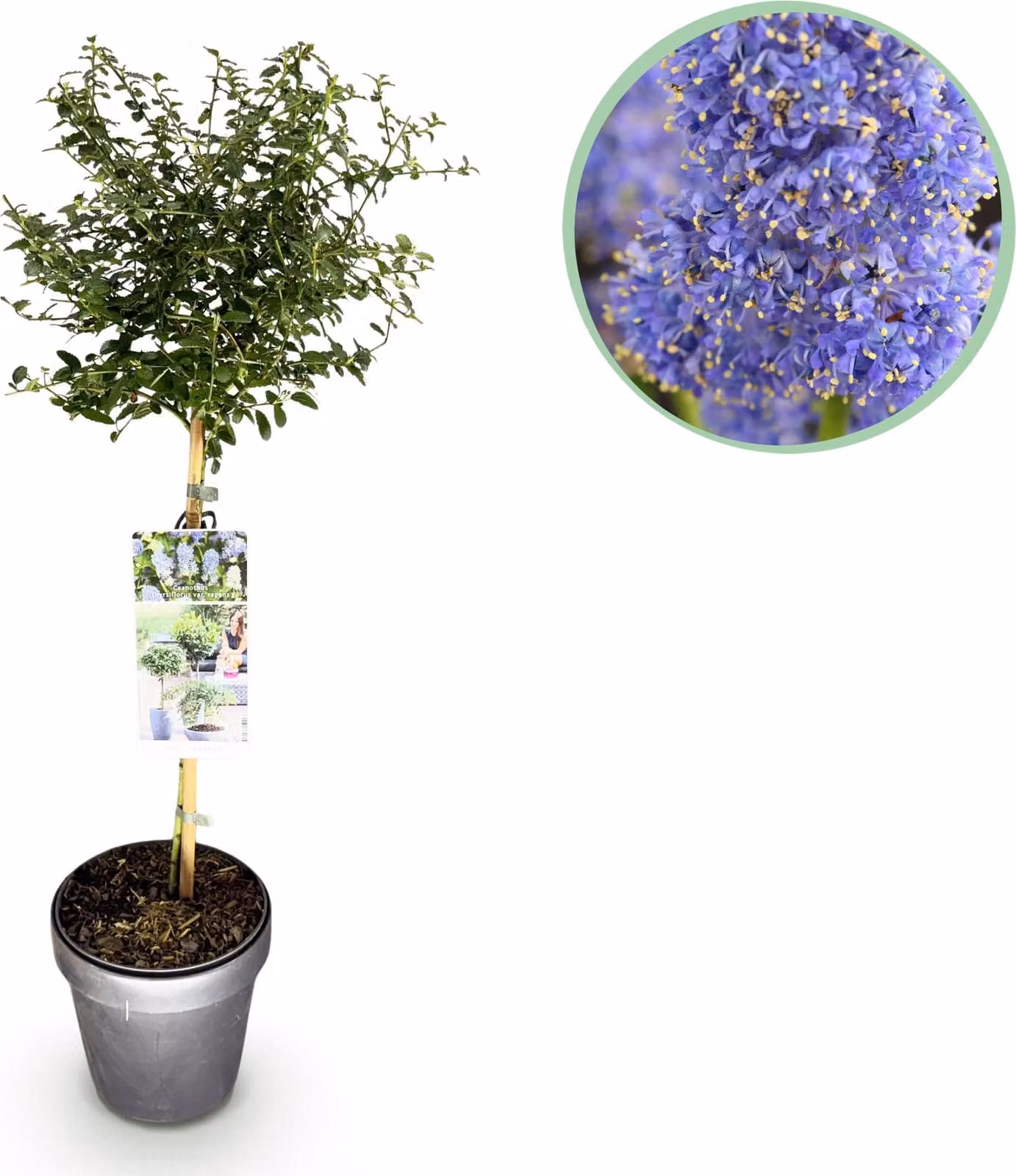 Ceanothus thyrsiflorus Repens - Pianta da terrazzo - Sempreverde - Fiore viola - 80-90cm - Ø19cm - Pianta da giardino