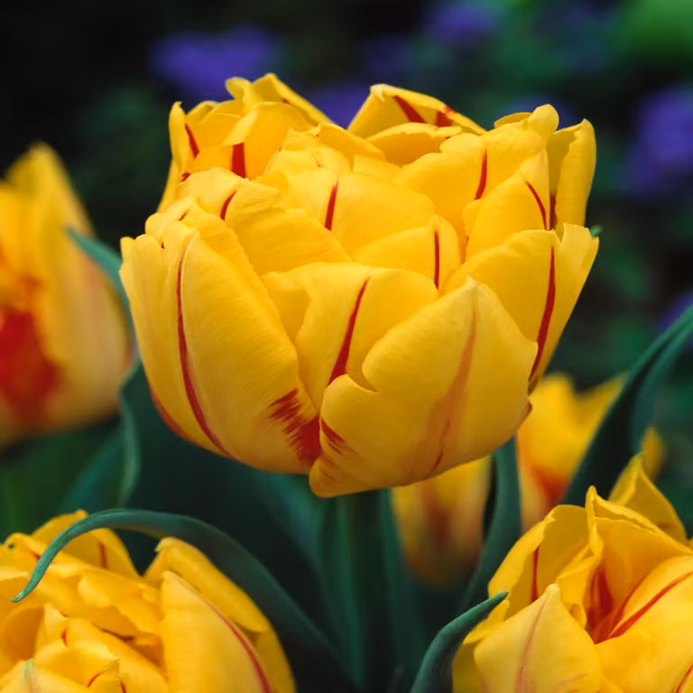 Tulipani Bulbi Fiori Tulipano doppio Monsella 5 pz.