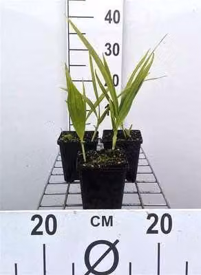 6 x Bletilla striata - Chinesische Bodenorchidee - Topf 9 x 9 cm