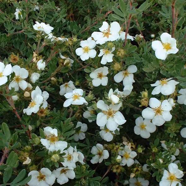 2 piante di potentilla fruticosa 'Abbotswood' | Altezza: 25-30 cm, in vaso