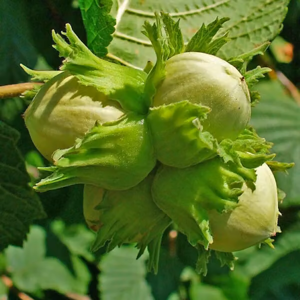 2 cespugli di nocciolo (Corylus avellana) | altezza 60-80 cm, in vaso