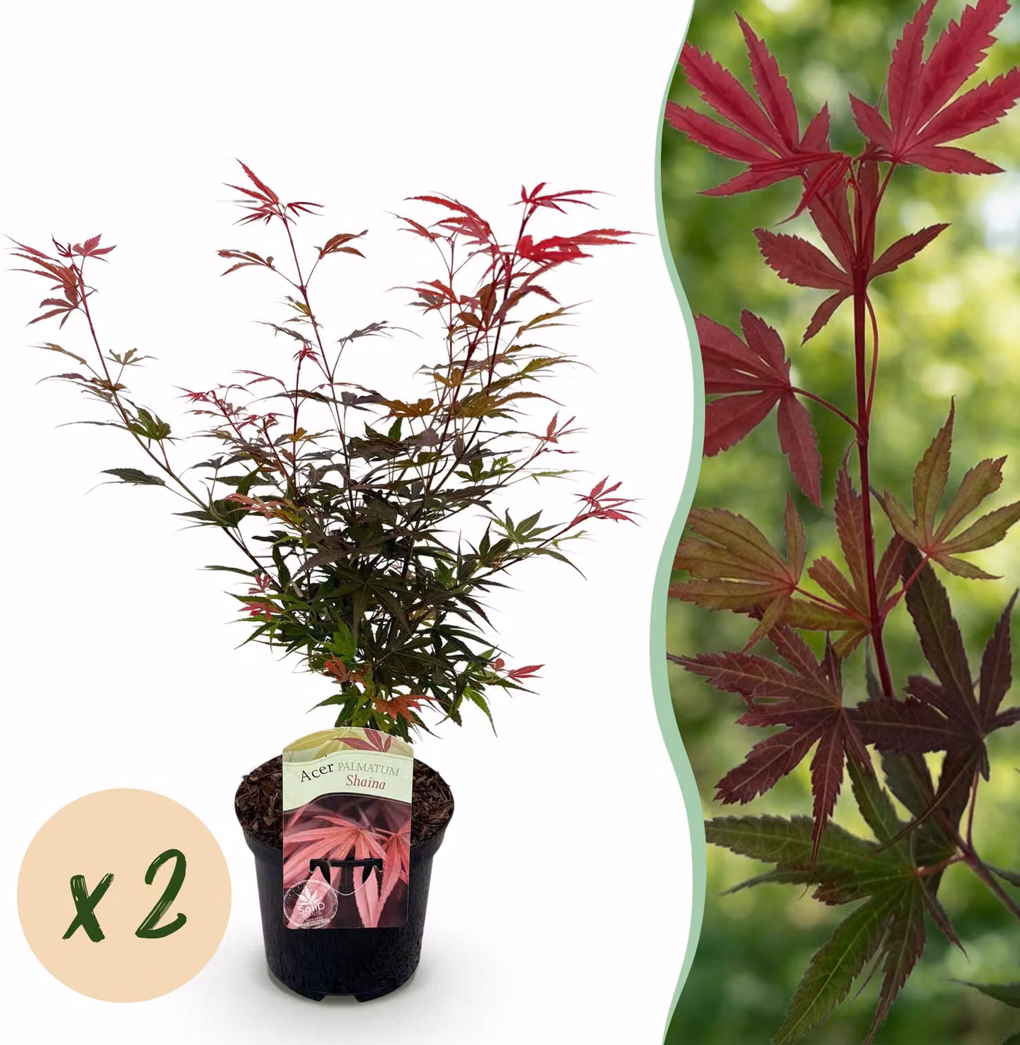 Pianta da terrazzo - Acero giapponese - Acer palmatum Shaina - Rosso - 2 Piante - Deciduo - 60-70cm - Ø25cm - Pianta da giardino