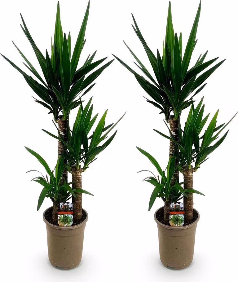 Yucca Elephantipes - 2 piante - 100cm - 21cm - Yucca di facile manutenzione con