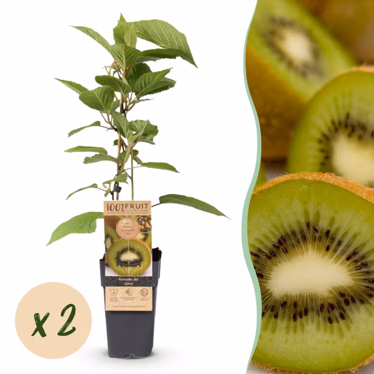 Pianta da frutto - Kiwi verde - Actinidia deliciosa Jenny - Frutto verde - 2 piante - 40-50cm - Ø15cm - Pianta da giardino