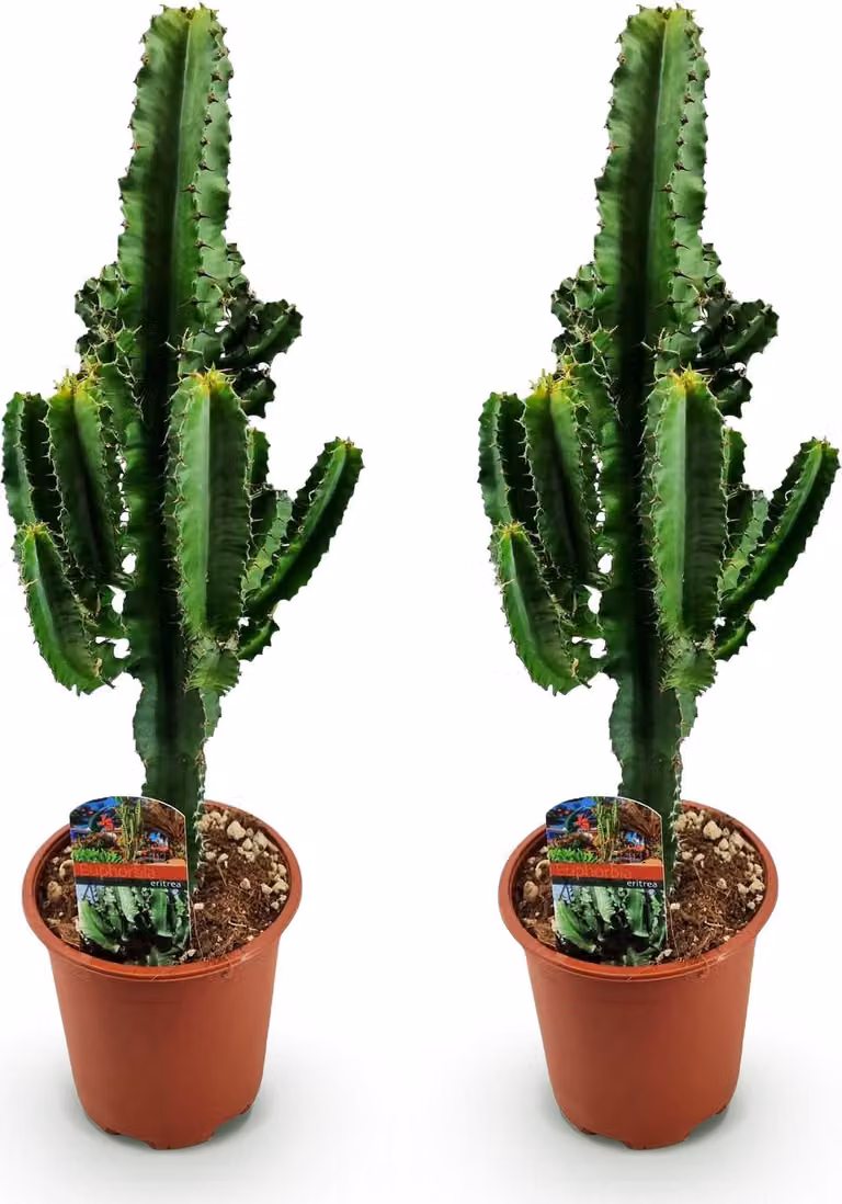 Cactus euforbia Euphorbia eritrea - Albero del latte africano - 2 piante - 60cm