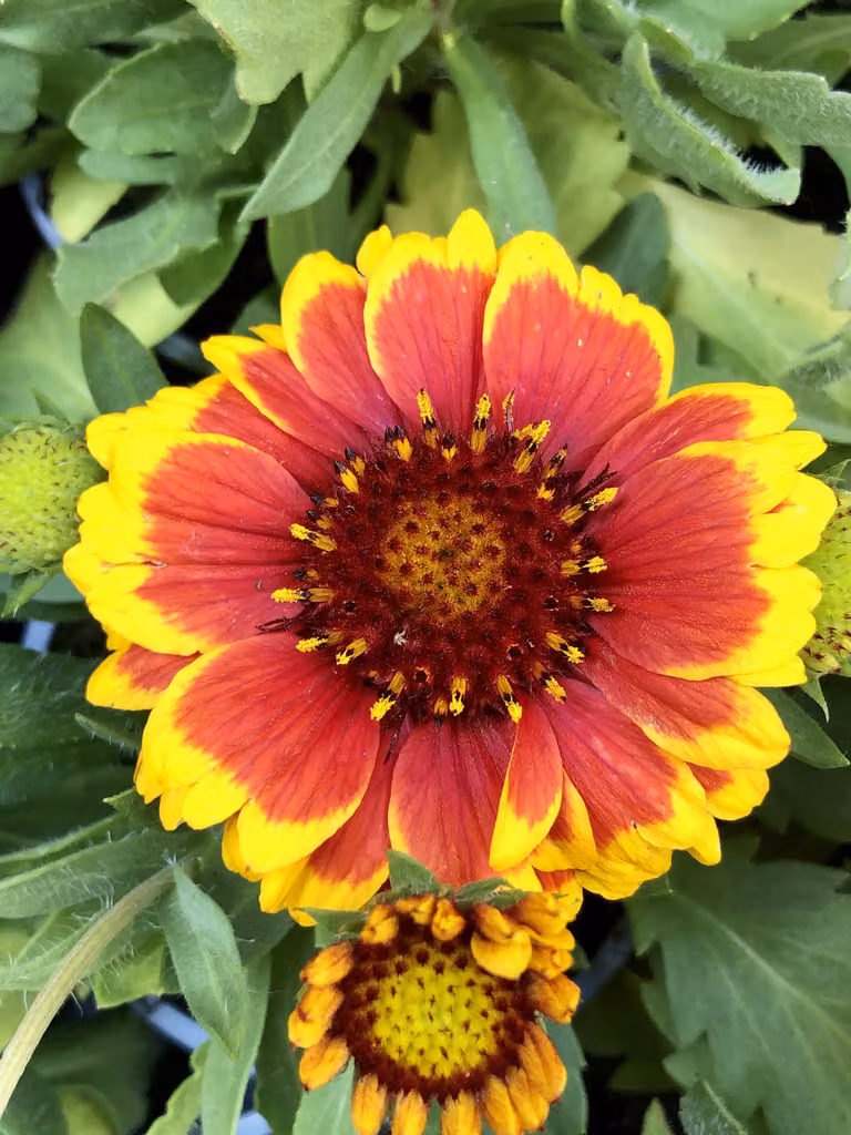 6 x Gaillardia aristata 'Arizona Sun' - Fiore di coccarda - vaso 9x9 cm