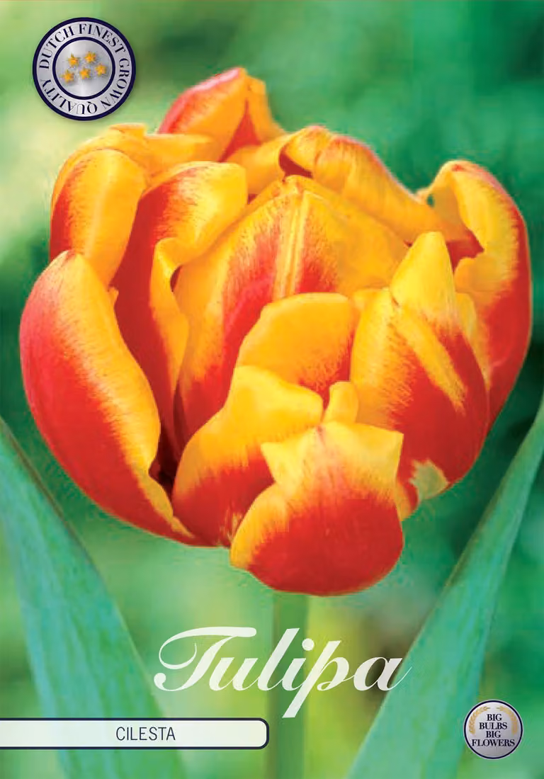Tulipano Cilesta (7 pezzi) | Bulbi di tulipano di Sam van Schooten