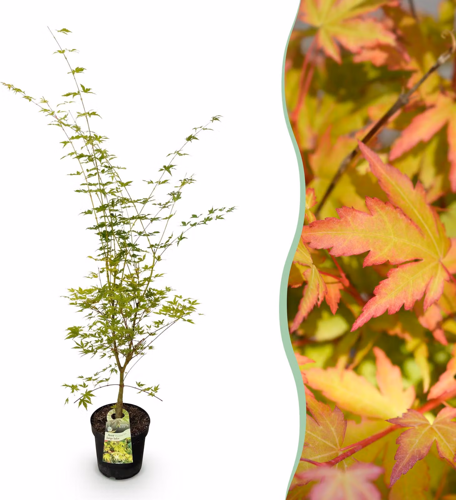 Acer palmatum Sangokaku - Acero giapponese - Deciduo - Verde - 80-90cm - Ø26cm - Pianta da giardino