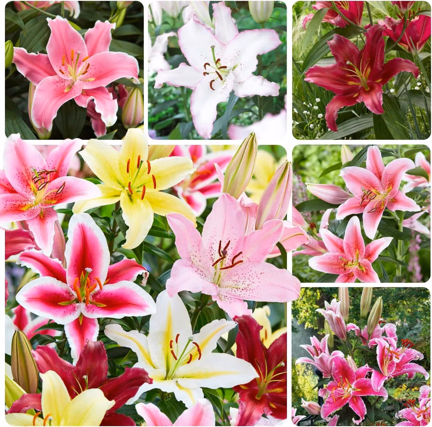 Bulbi di giglio resistenti al freddo invernale, perenni - Collezione orientale - 15 pezzi - Bulbi di fiori perenni provenienti dall'Olanda - Adatti per giardino e vasi (bulbi di grandi dimensioni, senza semi, non trattati artificialmente)