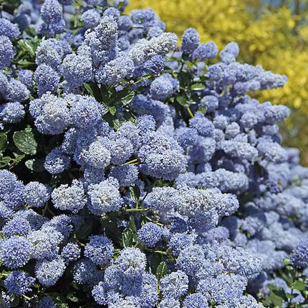 2 piante di Ceanothus 'Gloire De Versailles' (Säckelblume), alte 40-50 cm, in vaso