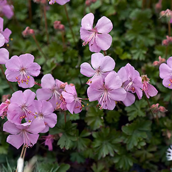 6 piante di Geranio dalmatico (Geranium dalmaticum) | Vaso da 9x9 cm