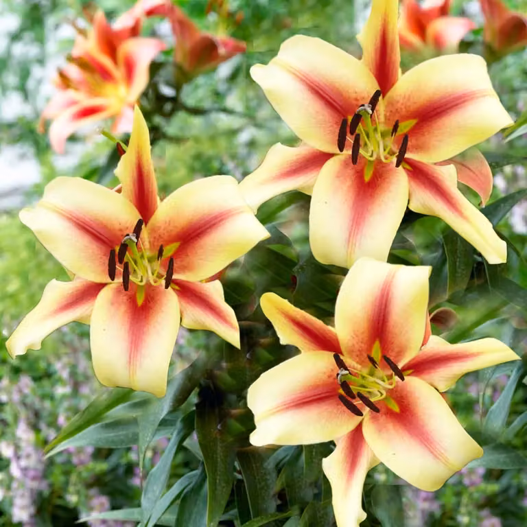 Bulbi di Lilium giganteum Lavon, resistenti al freddo, perenni - 3 bulbi - bulbi di fiori provenienti dall'Olanda - adatti per giardino e vasi (tuberi di grandi dimensioni, senza semi, non trattati artificialmente)