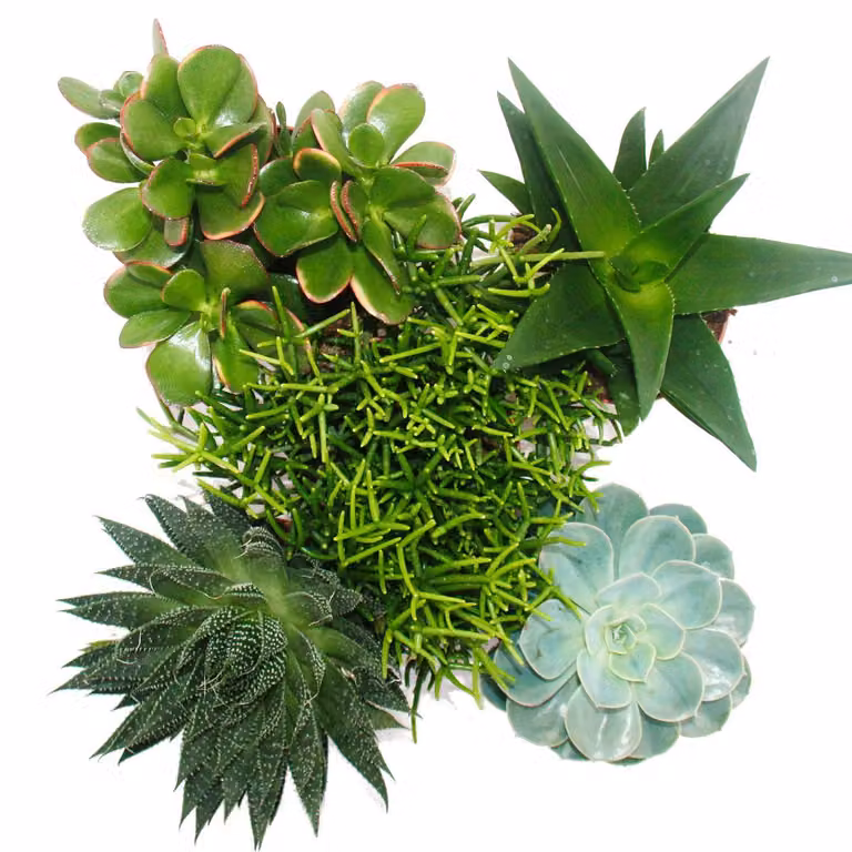 Set di 5 diverse piante grasse in un vaso da 12 cm