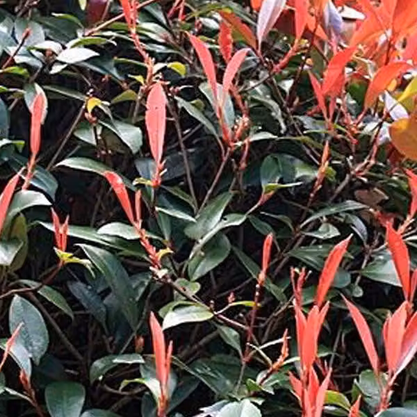 Photinia fraseri 'Red Robin' (Glanzmispel) | 40-60 cm, in vaso