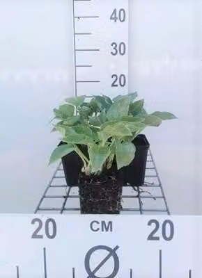 6 x Hosta hybr. 'Blue Cadet' - Hosta - vaso 9 x 9 cm x 9 cm