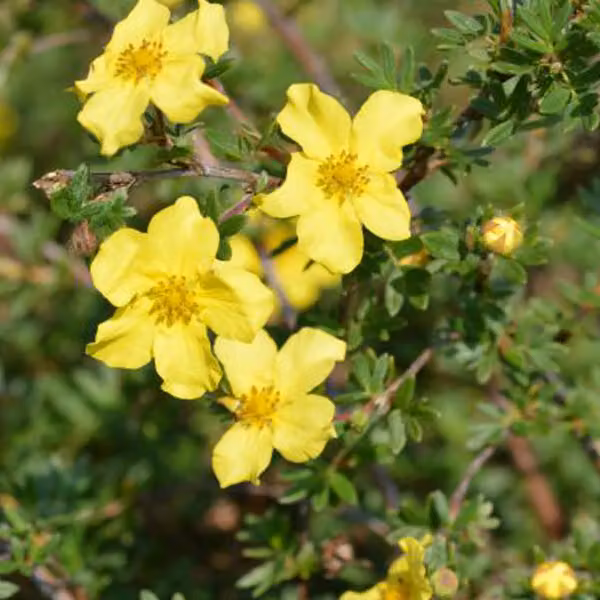 2 piante di "Elisabeth" (Potentilla fruticosa 'Elizabeth') | Altezza: 20-25 cm, in vaso