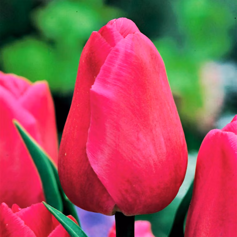 Tulipani Bulbi da fiore Bulbi da fiore Tulipano Barcellona 5 pz.