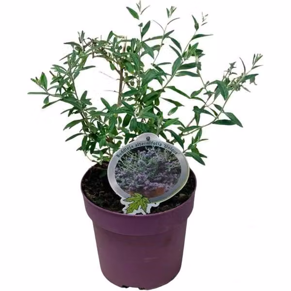 Buddleja alternifolia 'Unique' - Lillà estivo pendente, cespuglio delle farfalle, 20-30 cm, pianta fiorita di facile manutenzione per giardino e patio