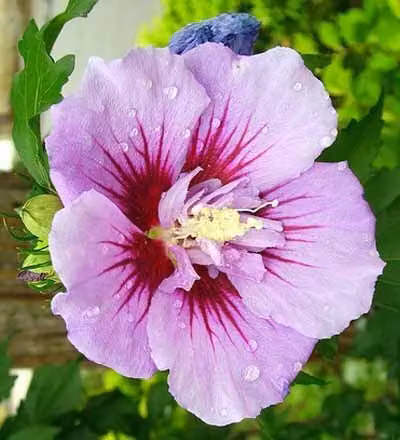 Albero di ibisco (Hibiscus syriacus) 'Ardens' | 40-60 cm, in vaso