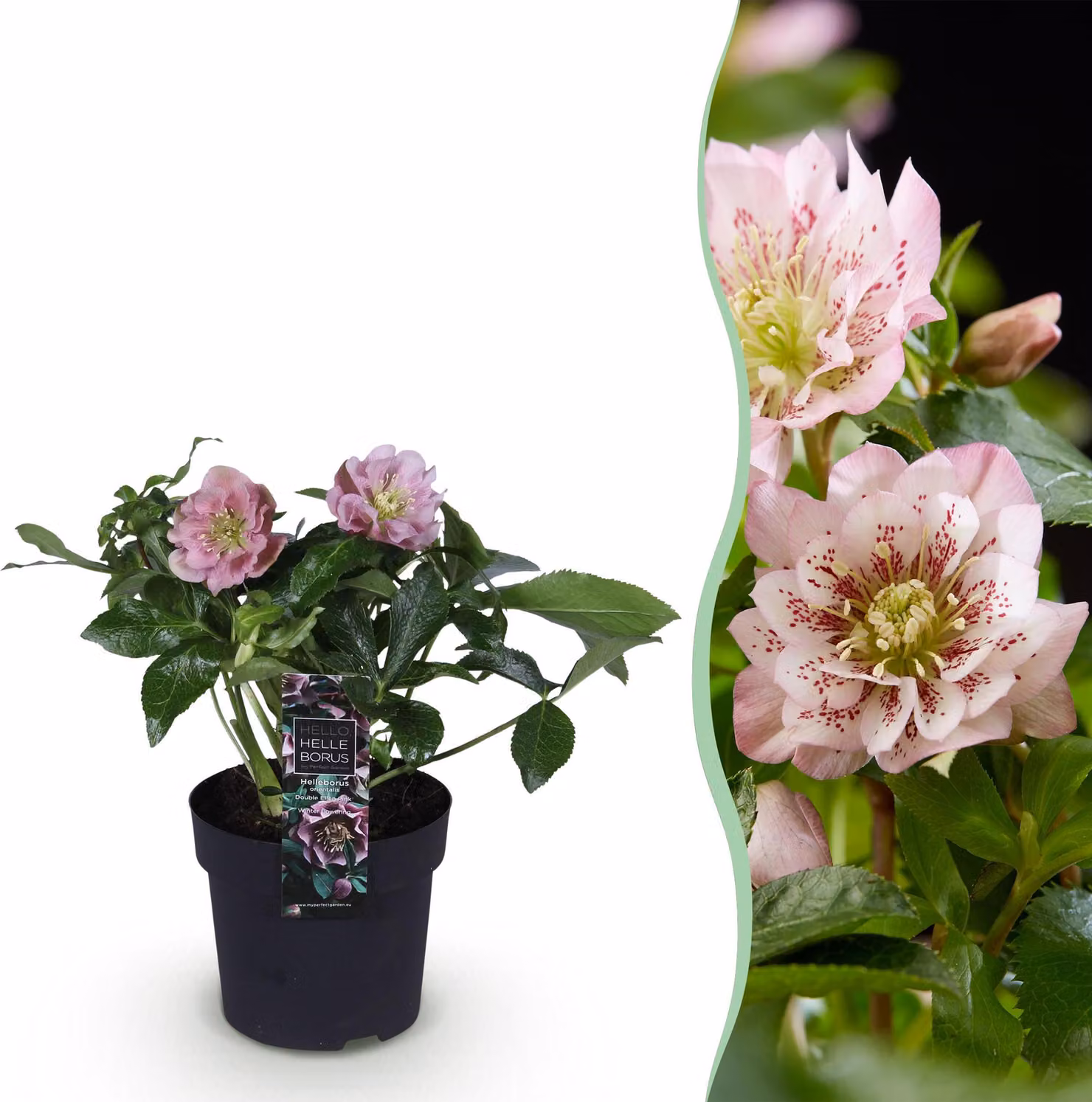 Helleborus orientalis Double Ellen Pink - Fiore rosa -1 Pianta - Sempreverde - 25-35cm - Ø14cm - Pianta da giardino