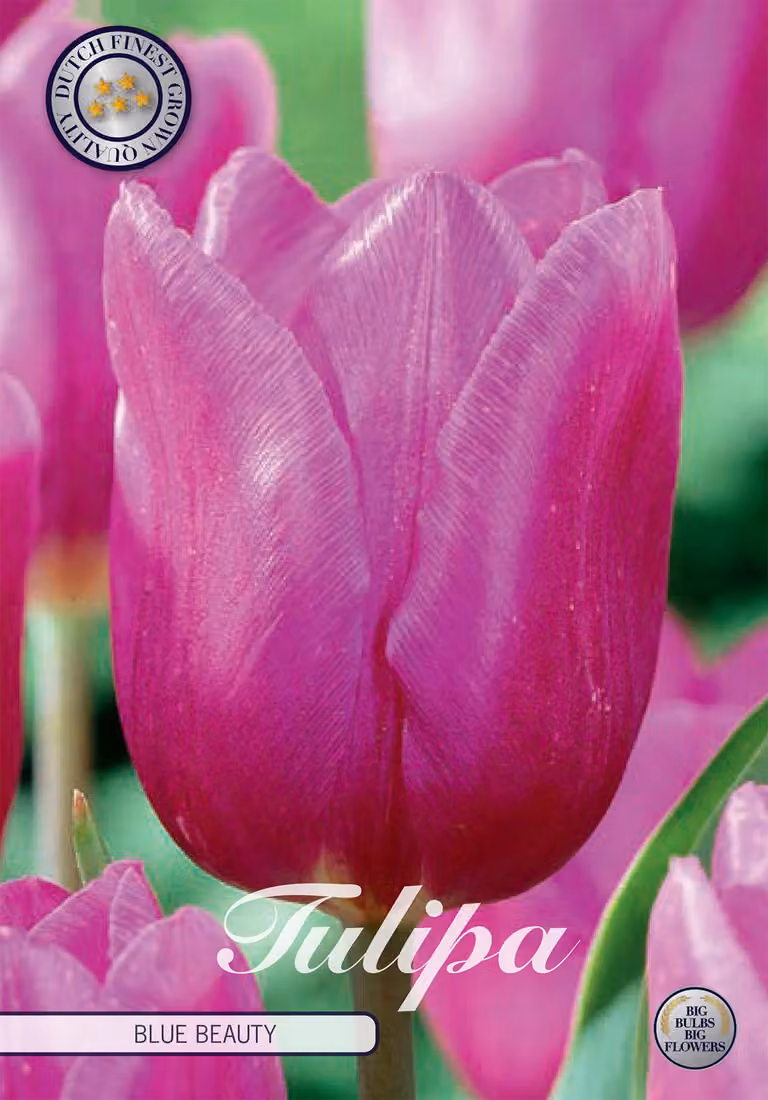 Tulipani Blue Beauty (10 pezzi) | Bulbi di tulipano di Sam van Schooten