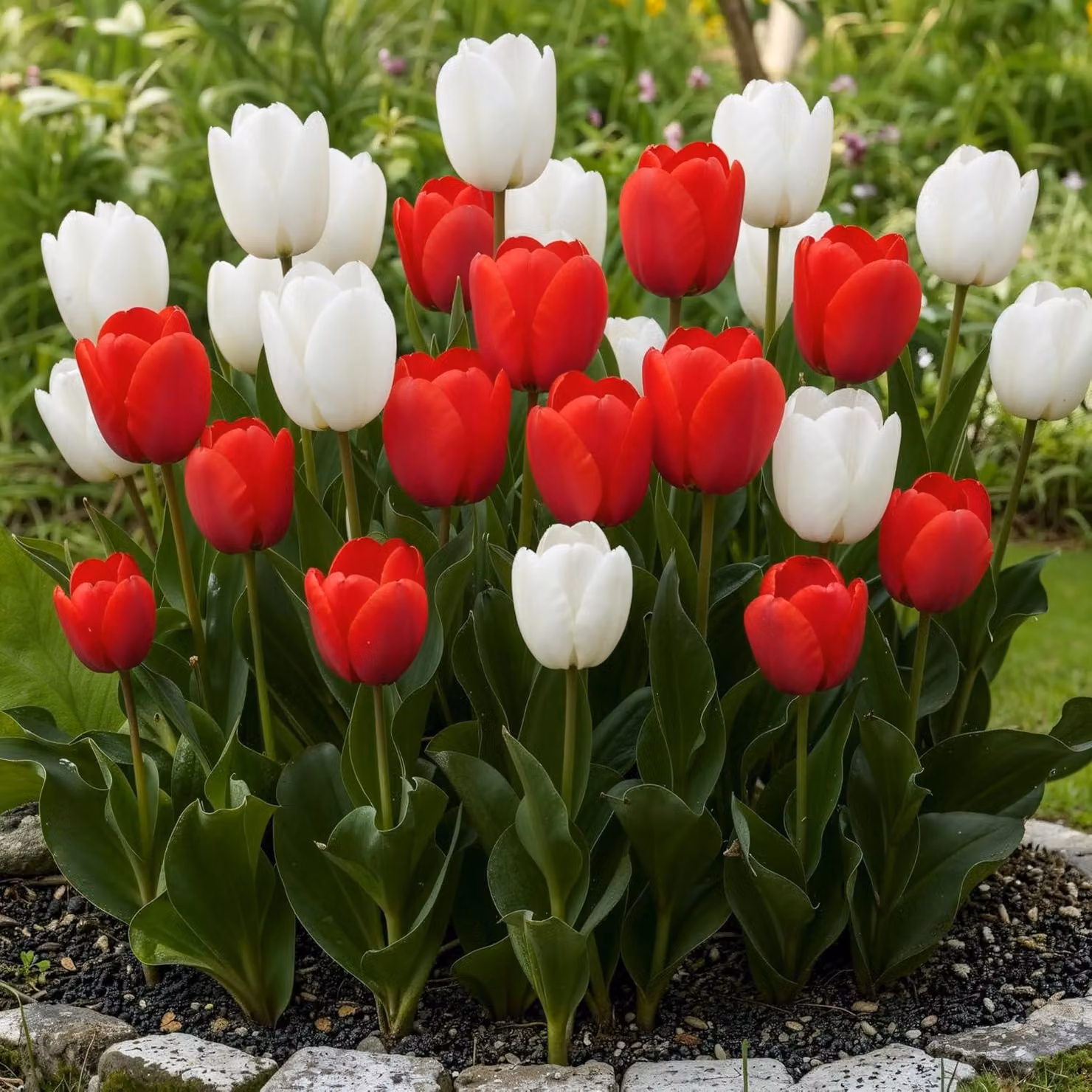 Bulbi da piantare in primavera per fiori selvatici - 20 bulbi perenni, resistenti al gelo - Collezione di piante da fiore primaverili - Piante vere provenienti dall'Olanda - Adatte per giardino, vasi e balcone (non semi, non artificiali)