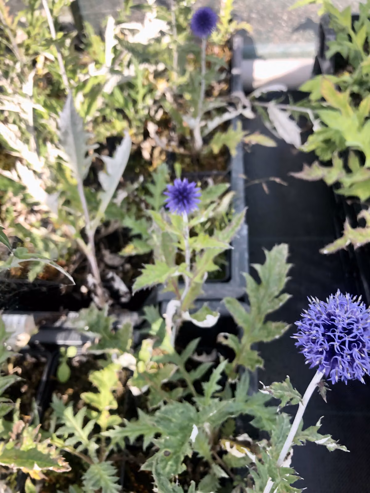 6 x Echinops ritro 'Veitch's Blue' - cardo trifogliato - vaso 9x9 cm