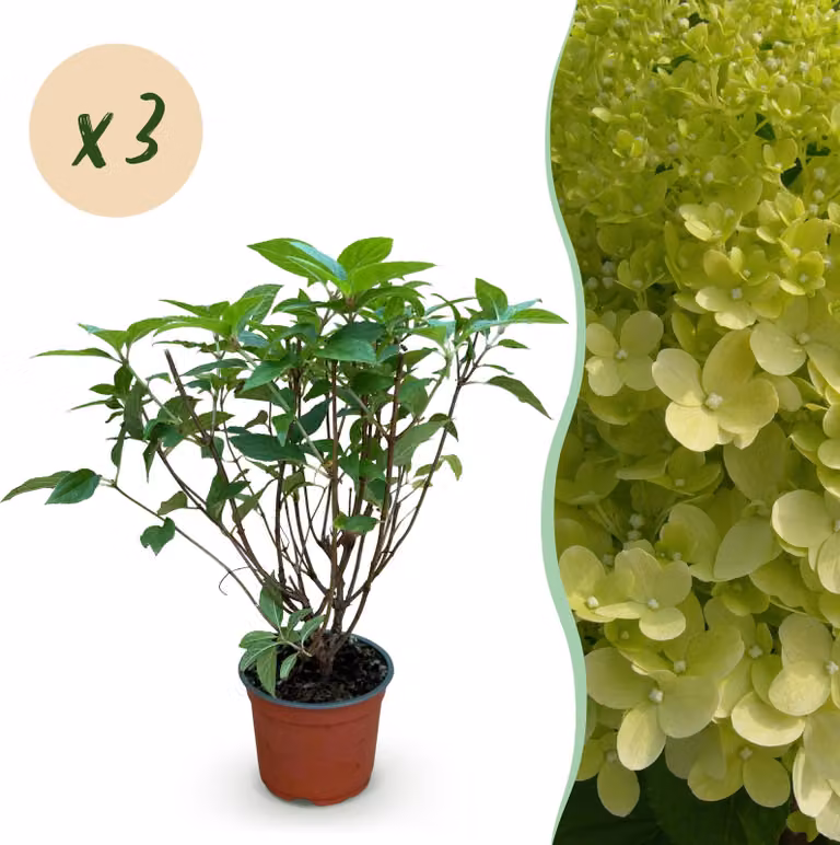 Hydrangea panniculata Limelight - Ortensia prugna - Difficile da coltivare - Verde lime - 3 piante - 20-30cm - Ø12cm - Pianta da giardino