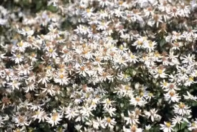 6 x Aster divaricatus - Aster autunnale - vaso 9 x 9 cm