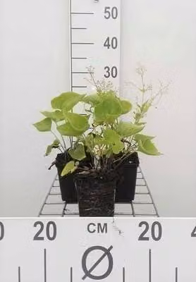 6 x Brunnera macrophylla - Nontiscordardime caucasico - vaso 9 x 9 cm