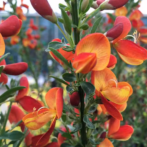 2 piante di Ginestra 'Goldfinch' (Cytisus), alte 40-60 cm, coltivate in vaso