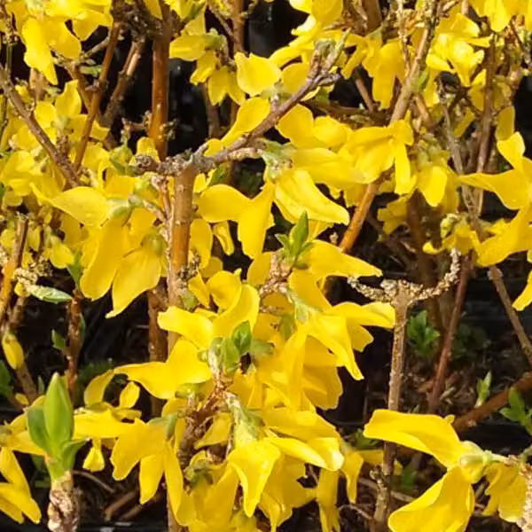 2 piante di Forsythia - Forsythia intermedia 'Minigold' | Altezza: 50-60 cm, in vaso