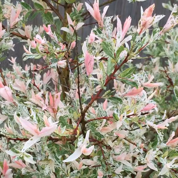 2 piante di Salice giapponese "Harlekin" (Salix integra 'Hakuro Nishiki') | Altezza: 40-50 cm, in vaso