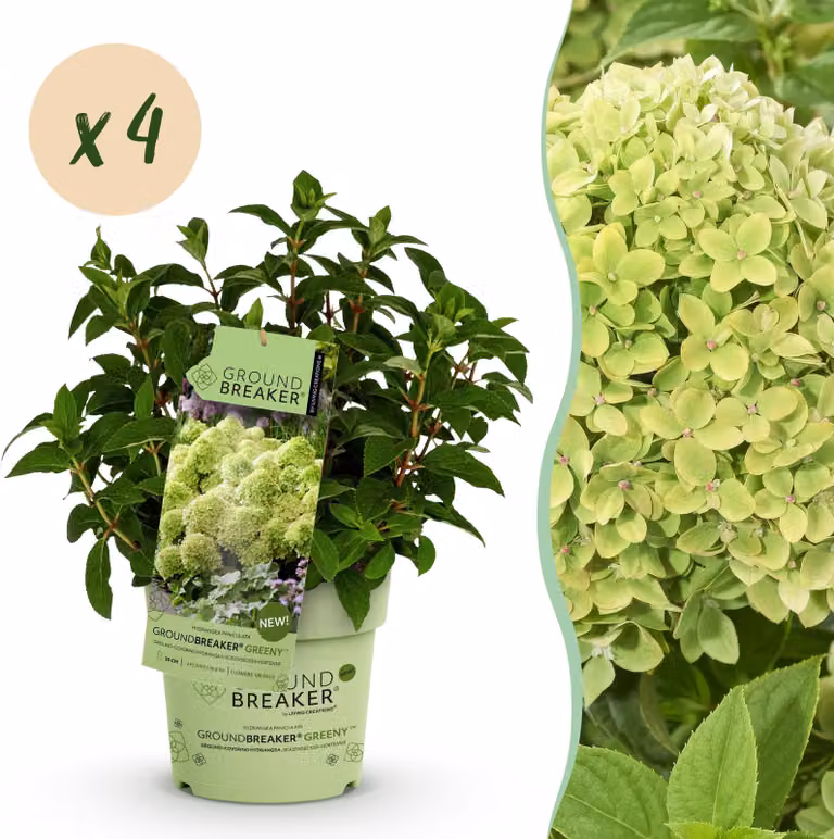 Hydrangea panniculata Groundbreaker Greeny - Ortensia prugna - Difficile - Crema - 4 piante - 20-25cm - Ø14cm - Pianta da giardino