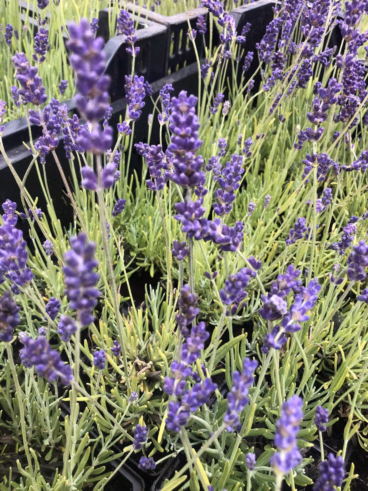 6 x Lavandula angustifolia 'Hidcote' - Lavanda in vaso 9 x 9 cm