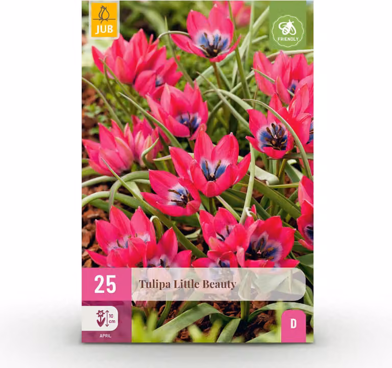 Bulbi da fiore - Tulipano 'Little Beauty' - Rosa scuro - 25 unità - Bulbo di dimensione 6/7 - 20-50cm - Ø5cm - Pianta da giardino - Multideal