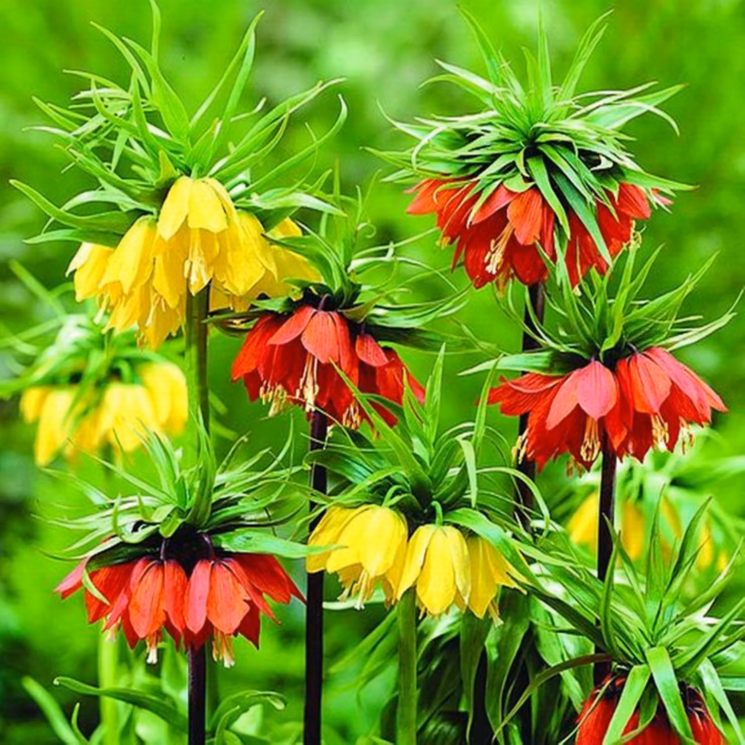 Fritillaria Bulbi da fiore Bulbi da fiore Imperial Crown Chess Flower Mix 3 pz.