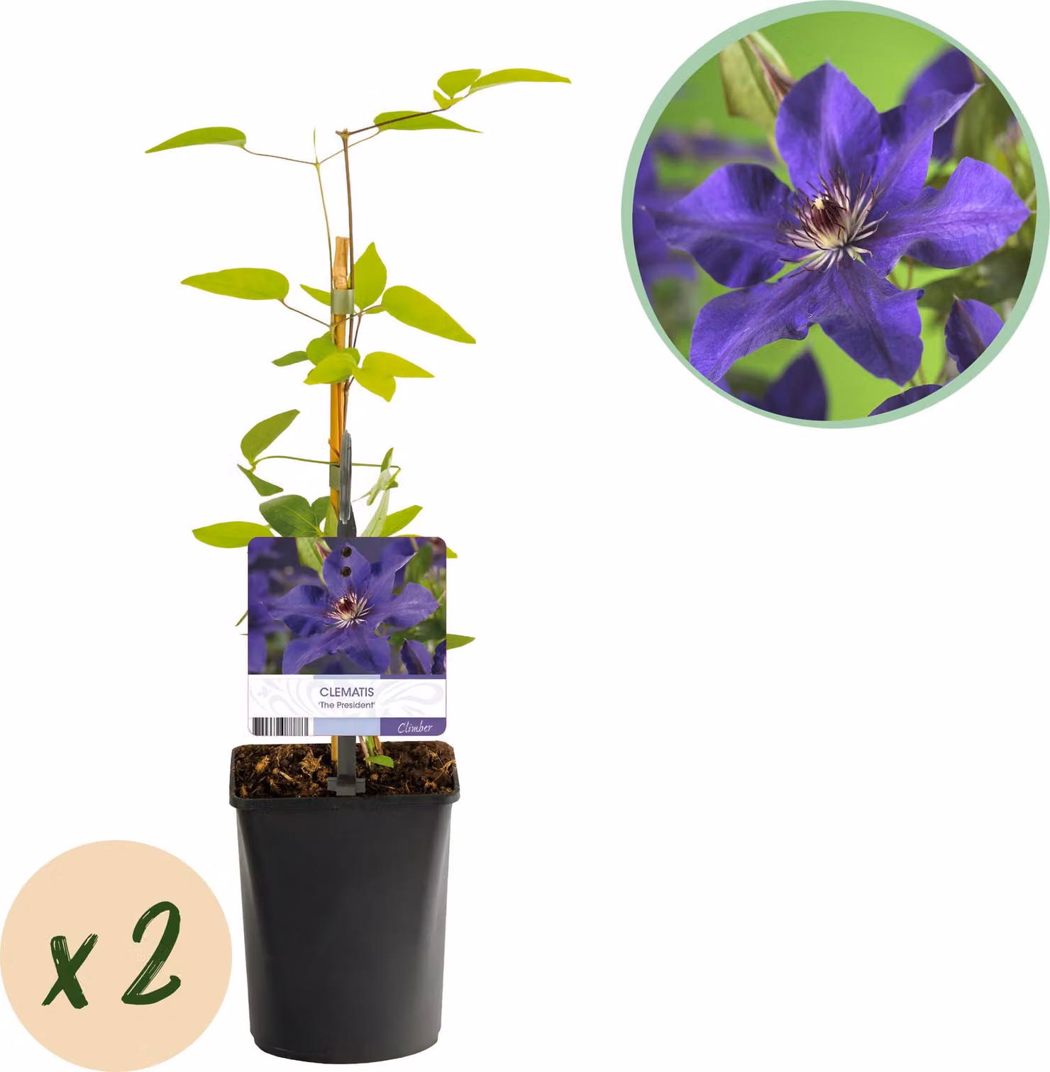 Pianta rampicante - Clematis The President - Fiore rosa - Piante a bassa manutenzione -2 - 30-40cm - Ø10cm - Pianta da giardino