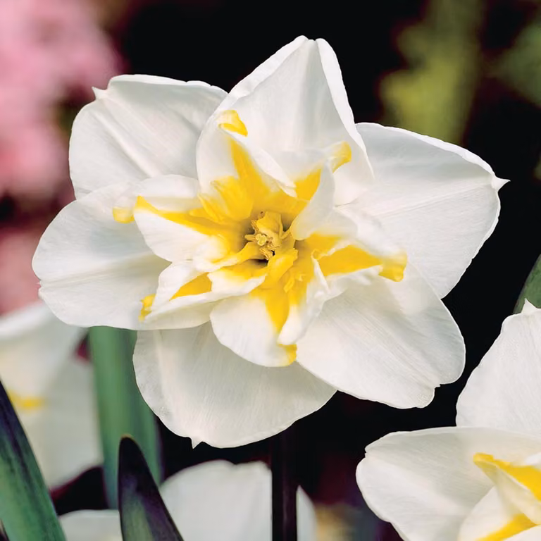 Narcisi Bulbi da fiore Fiori Narcisi con coppa spaccata Lemon Beauty 5 pz.