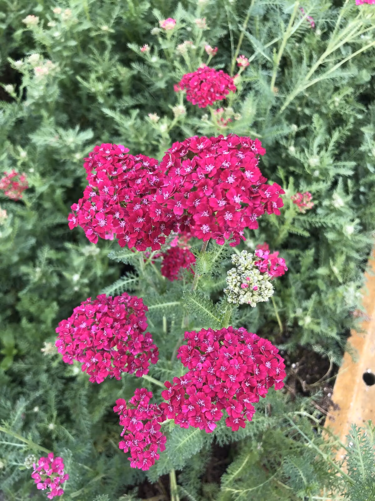 6 x Achillea millefolium 'Pomegranate' - Achillea in vaso 9 x 9 cm