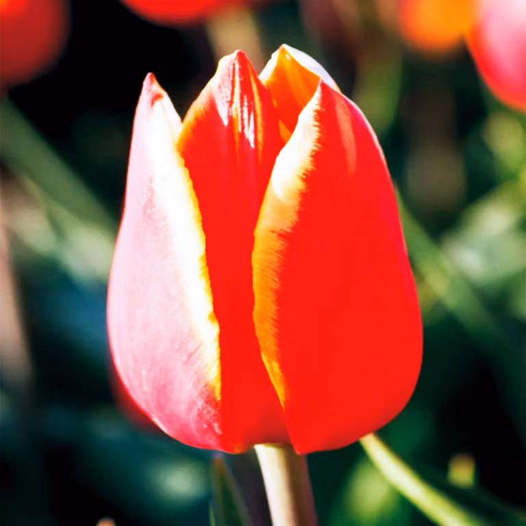 Tulipani Bulbi Fiori Tulipano gigante Luba 5 pz.