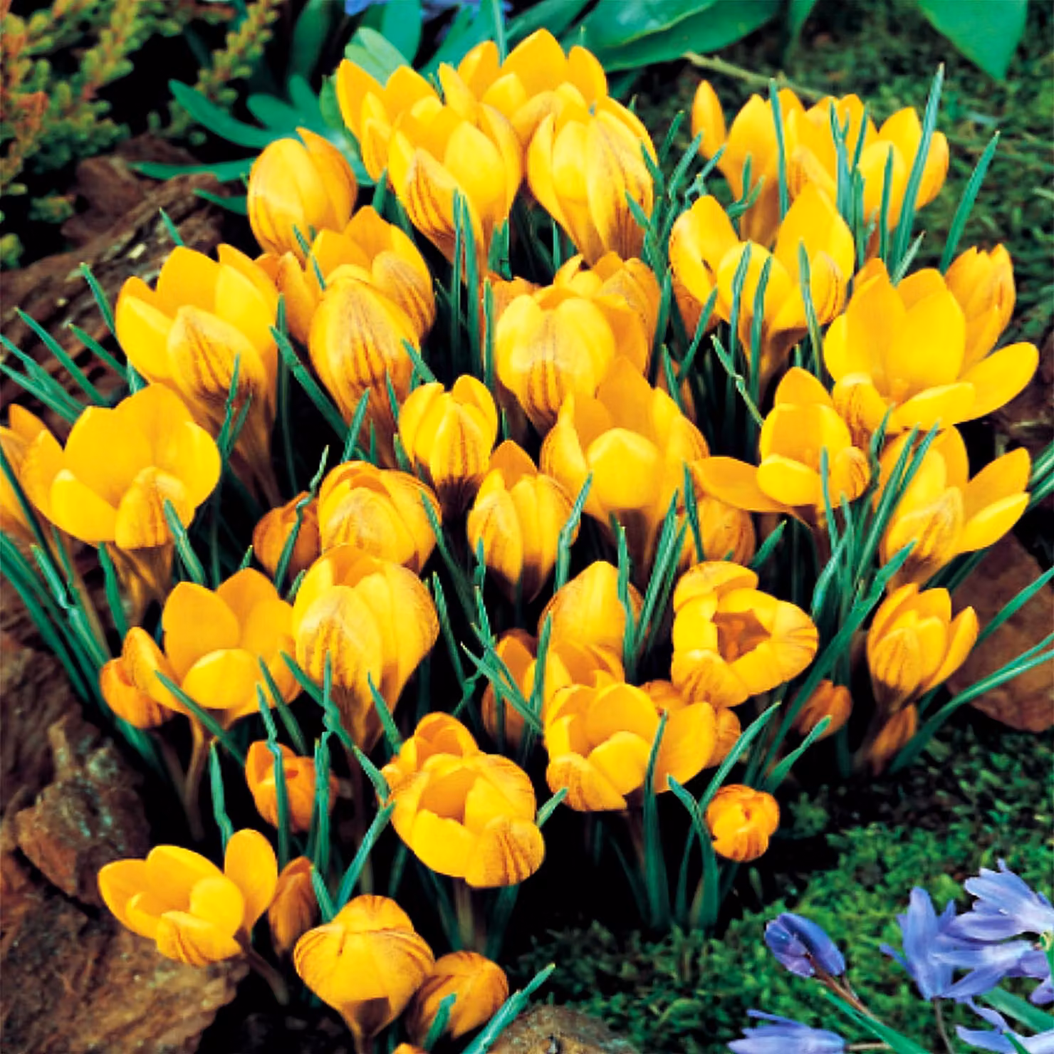 Dorothy Crocus di primavera 10 pz. Bulbi di croco Bulbi di croco