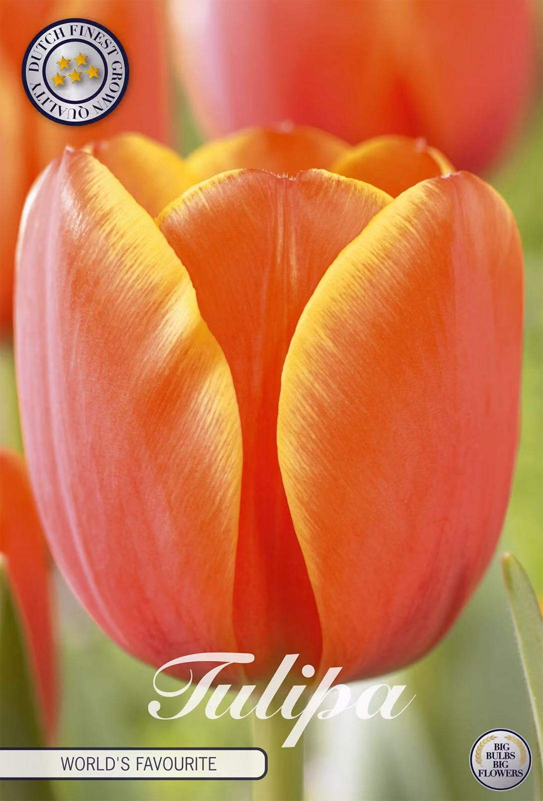 Ibridi di Darwin - I migliori al mondo - Tulipa
