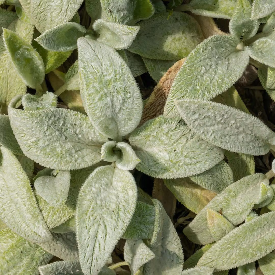 Stachys byzantina Silver Carpet - 12 piante - Ø9cm - Altezza 10-25cm - Piante