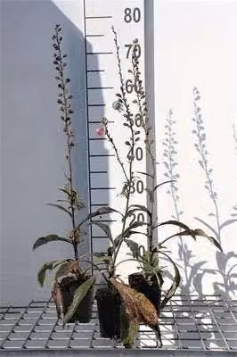 6 x Digitalis purpurea - Volpino - Vaso 9 x 9 cm