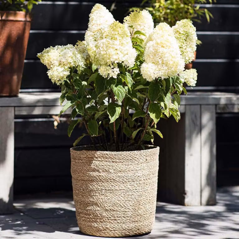 Ortensie resistenti al freddo, varietà Paniculata Sugar Rush (3 piante) - Piante di ortensia provenienti dai Paesi Bassi - Vere ortensie da giardino (non semi, fiori artificiali o prodotti artificialmente) - Piante per balcone perenni
