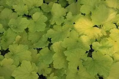6 x Heuchera hybr. 'Pistache' - Campanula viola - vaso 9 x 9 cm